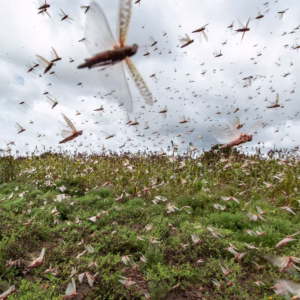Plague of Locusts Descends on School