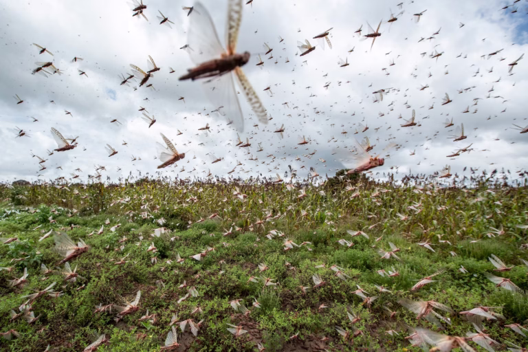 Plague of Locusts Descends on School