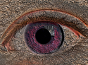 Eye